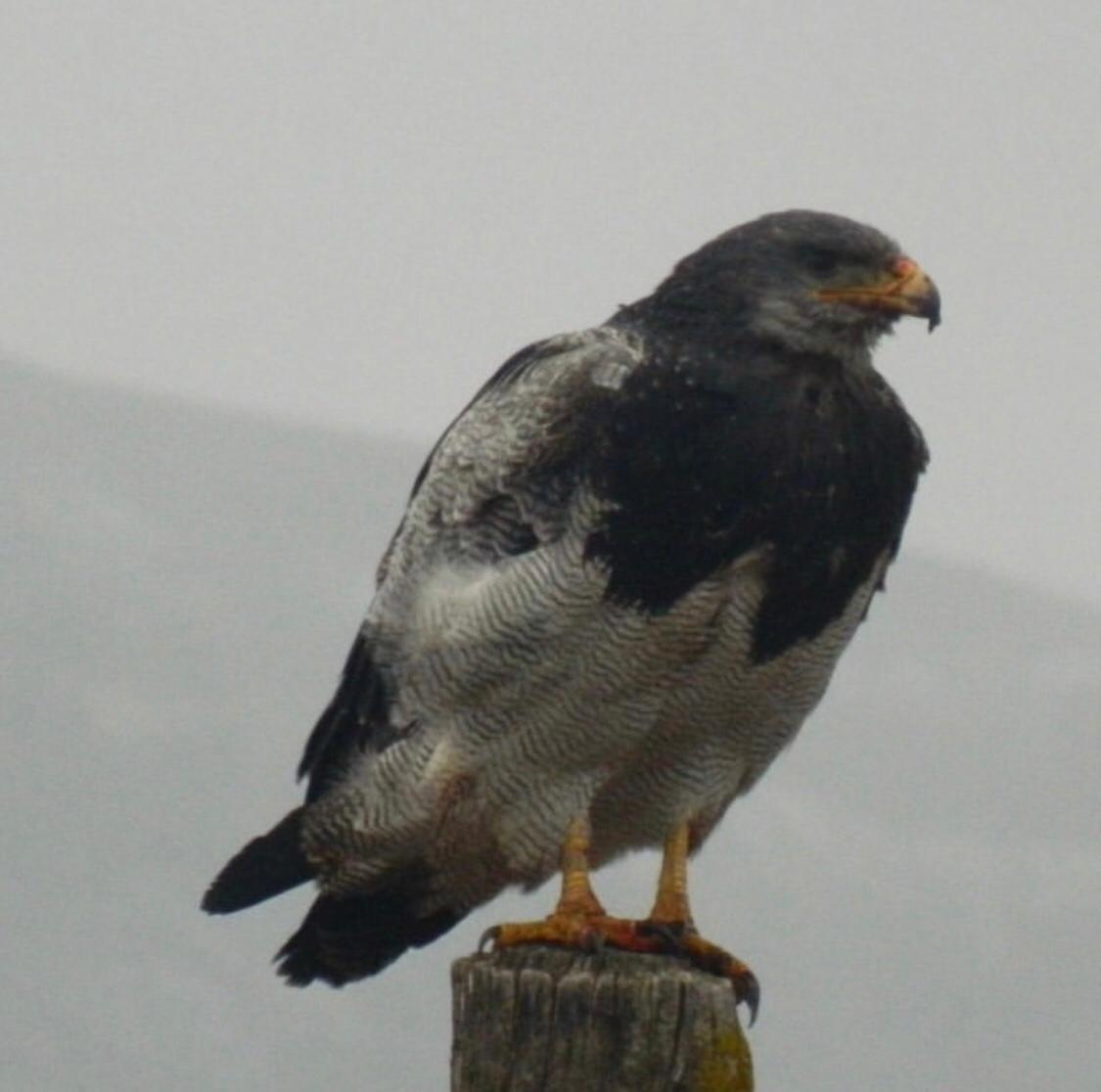 el chalten